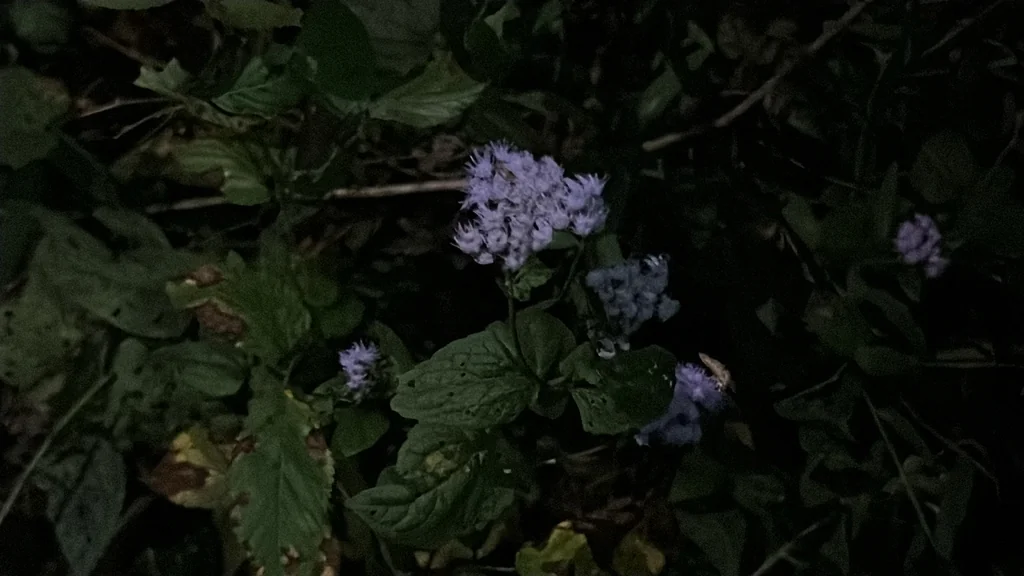 Eupatorium Coelestinum