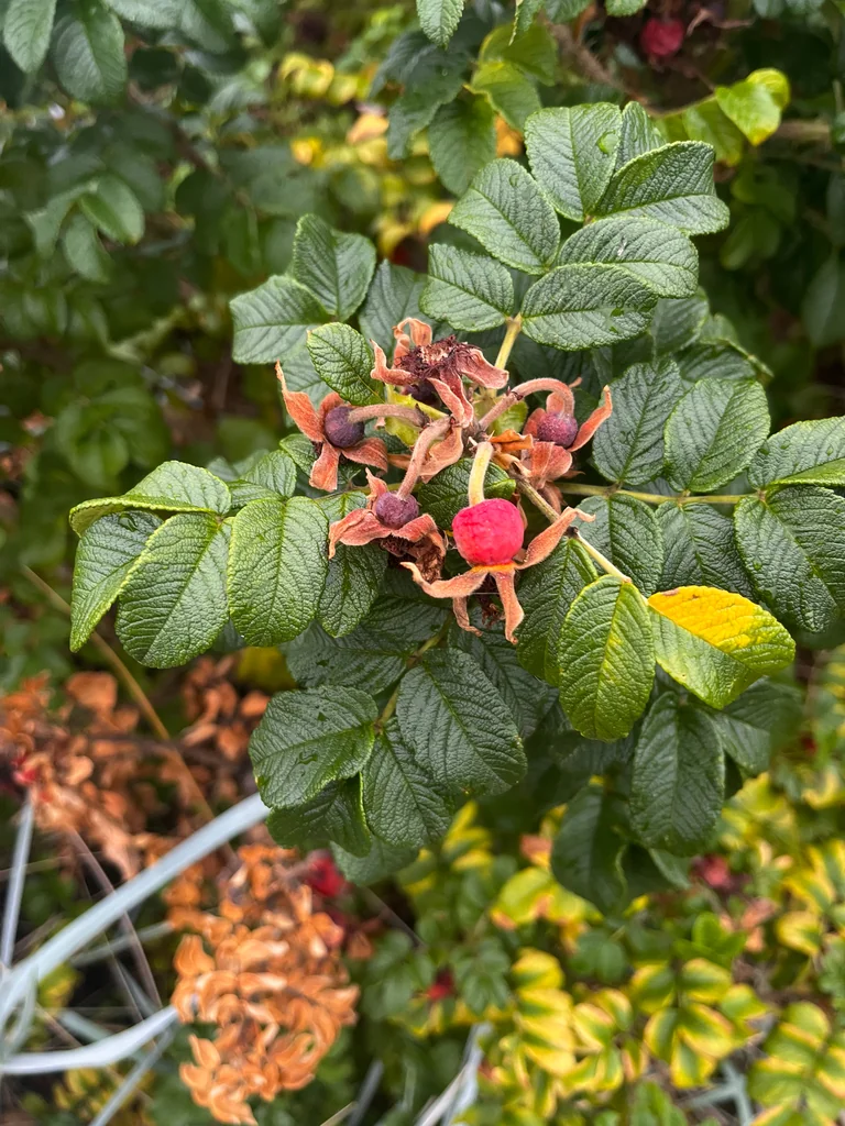 Rosa Rugosa