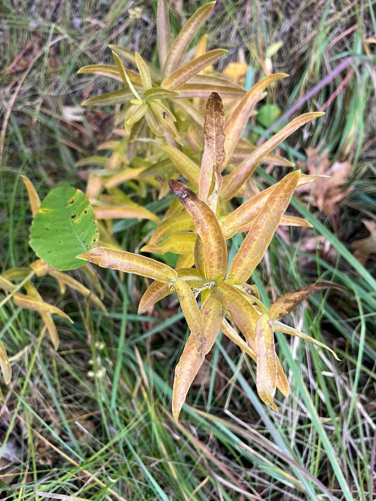 Asclepias Tuberosa