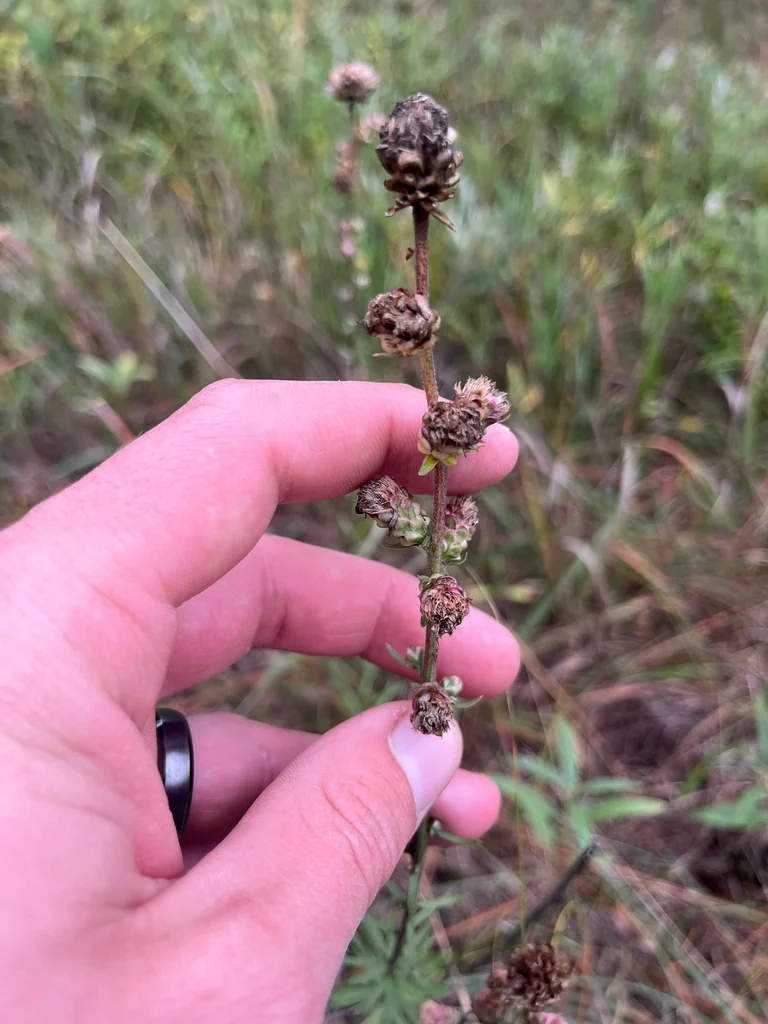 Liatris Aspera