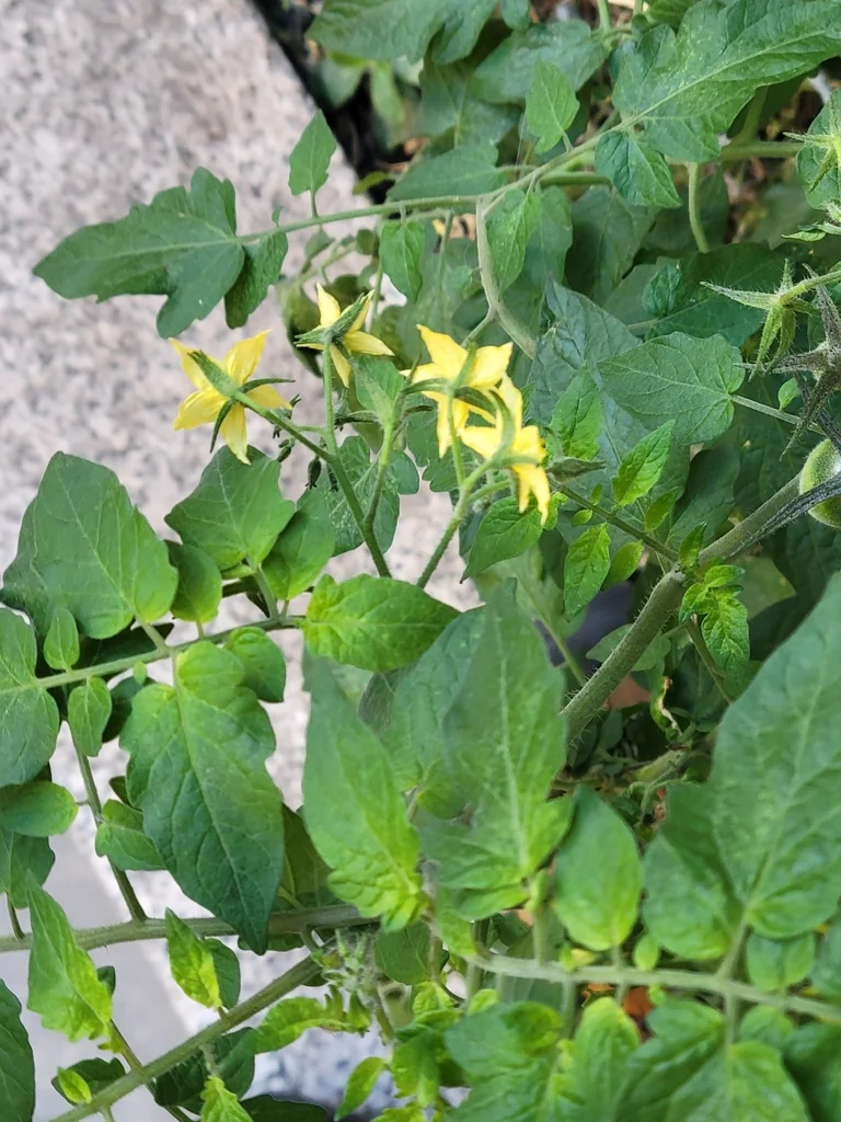Solanum lycopersicum