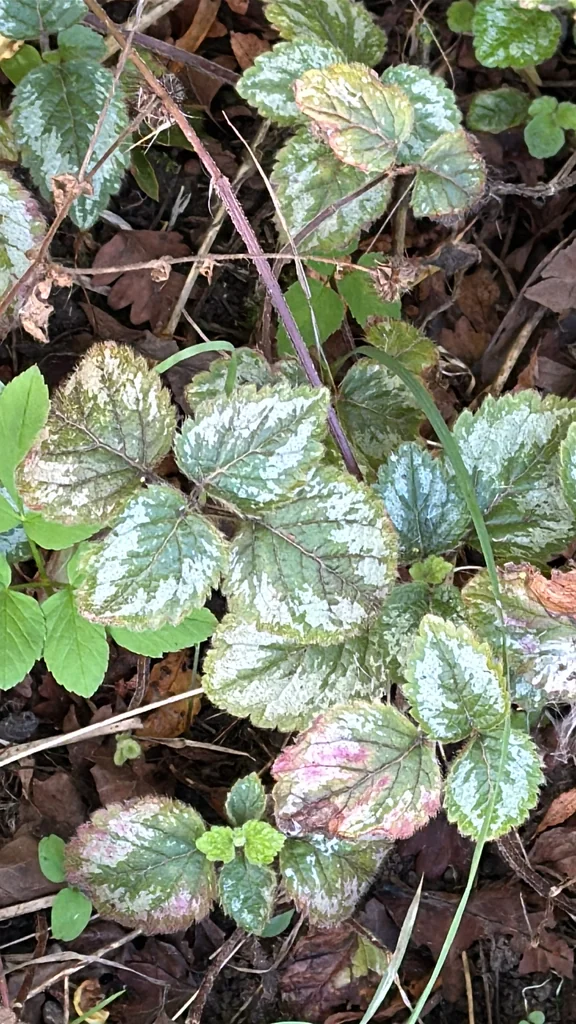 Lamium Galeobdolon