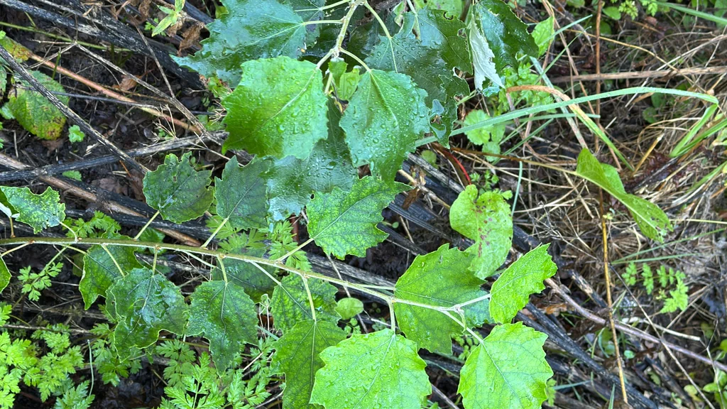 Populus Alba