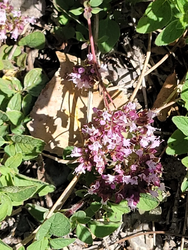 Origanum Vulgare