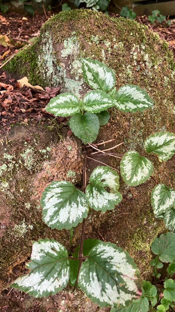 Lamium Galeobdolon