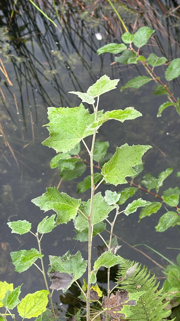 Populus Alba