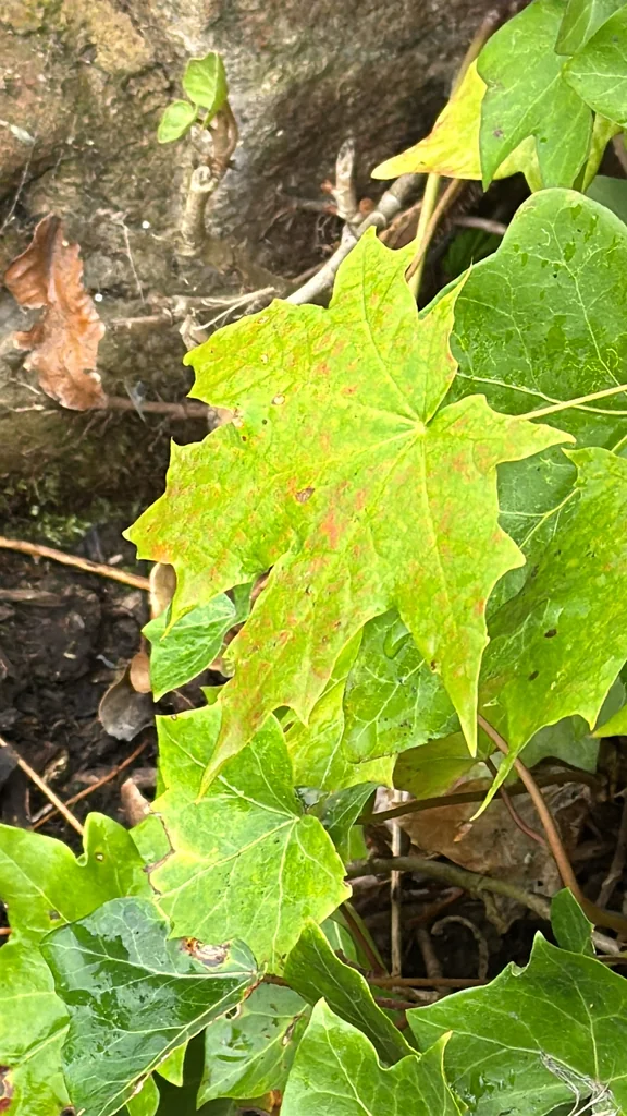 Acer Platanoides