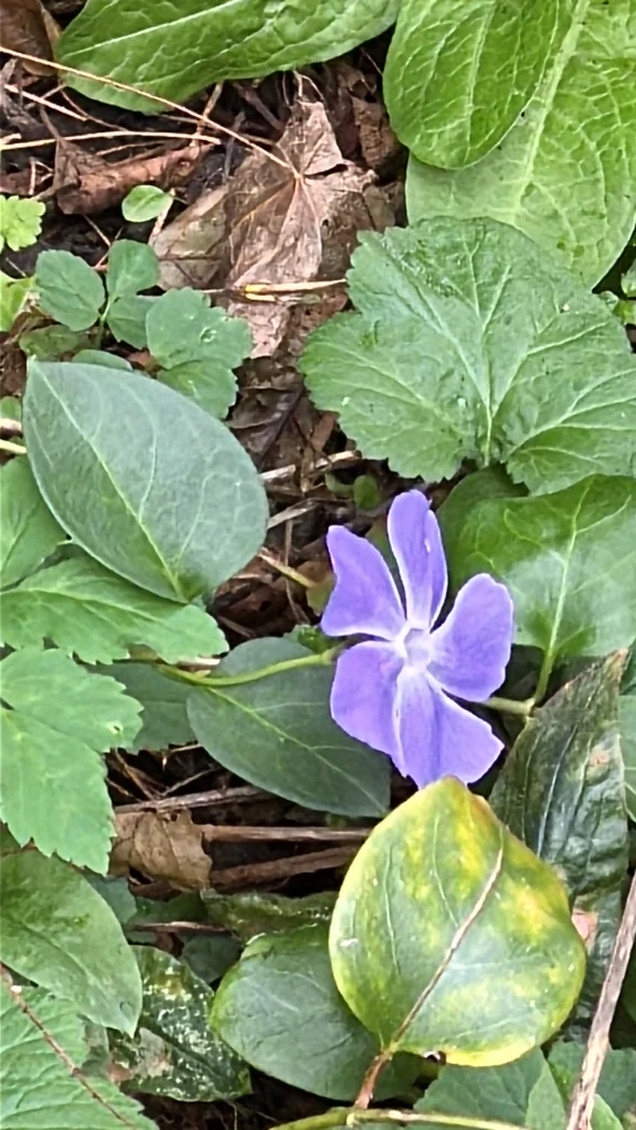 Vinca major
