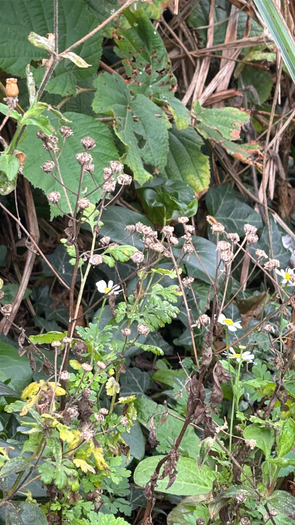 Tanacetum Parthenium