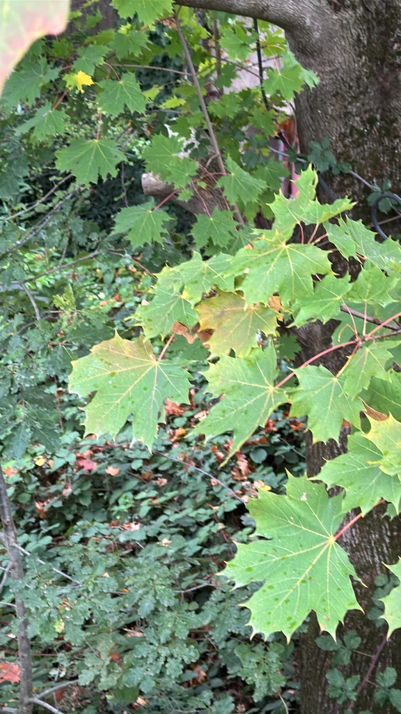 Acer Platanoides