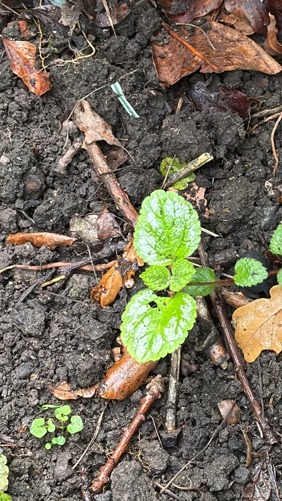 Lamium Galeobdolon