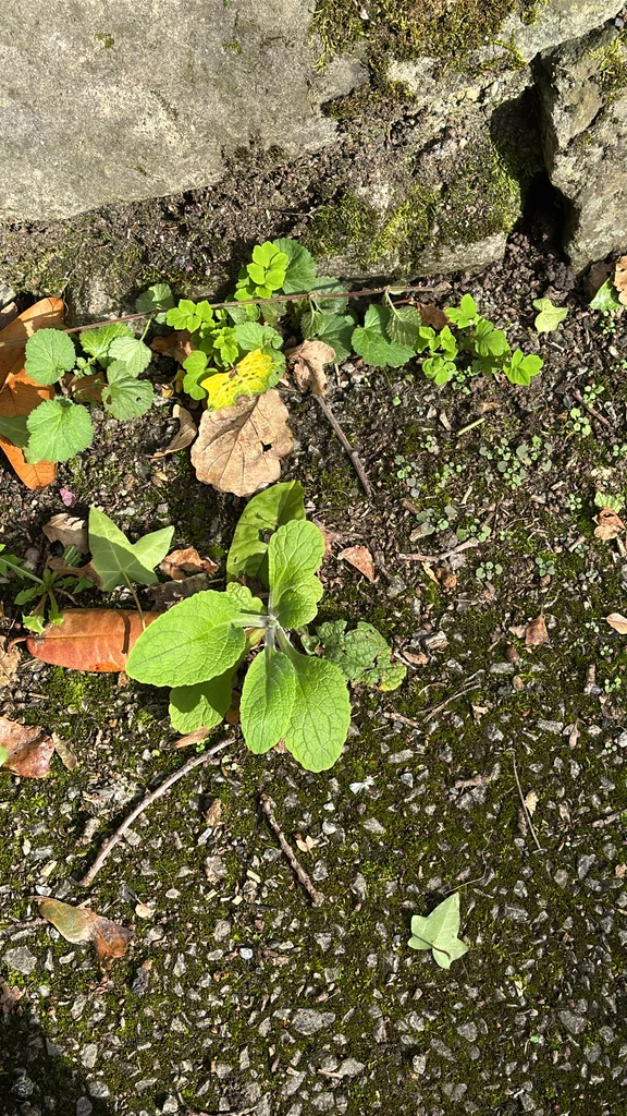 Digitalis Purpurea