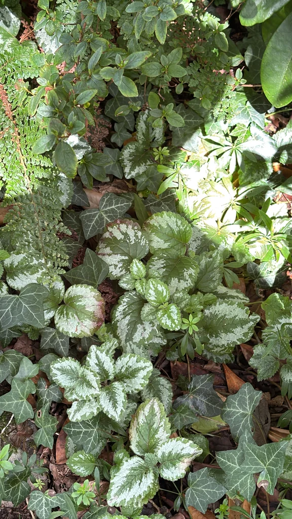 Lamium Galeobdolon
