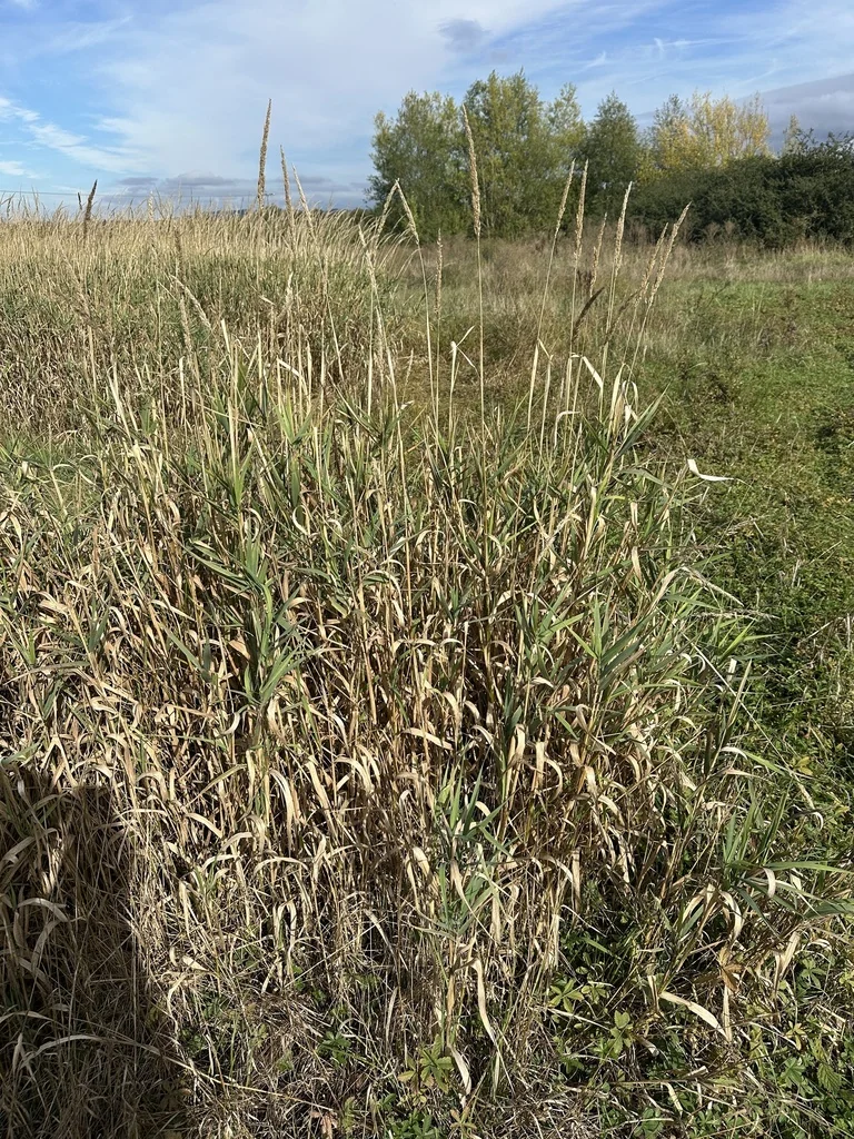 Phalaris Arundinacea Picta