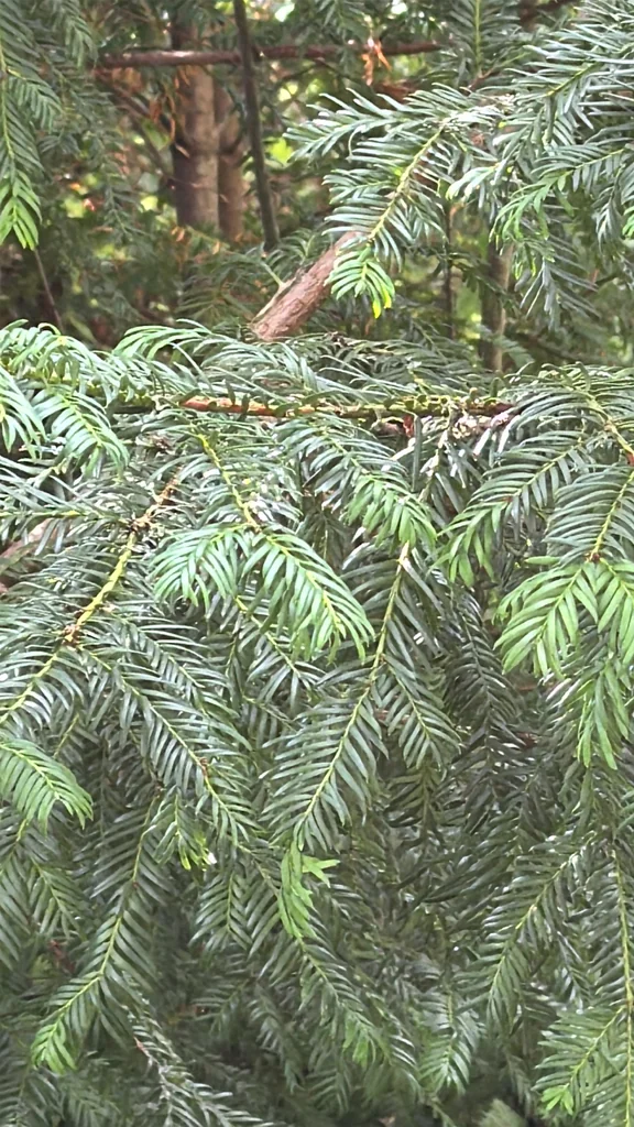 Taxus Baccata