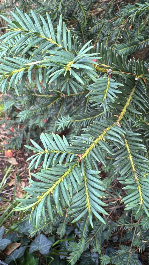 Taxus Baccata