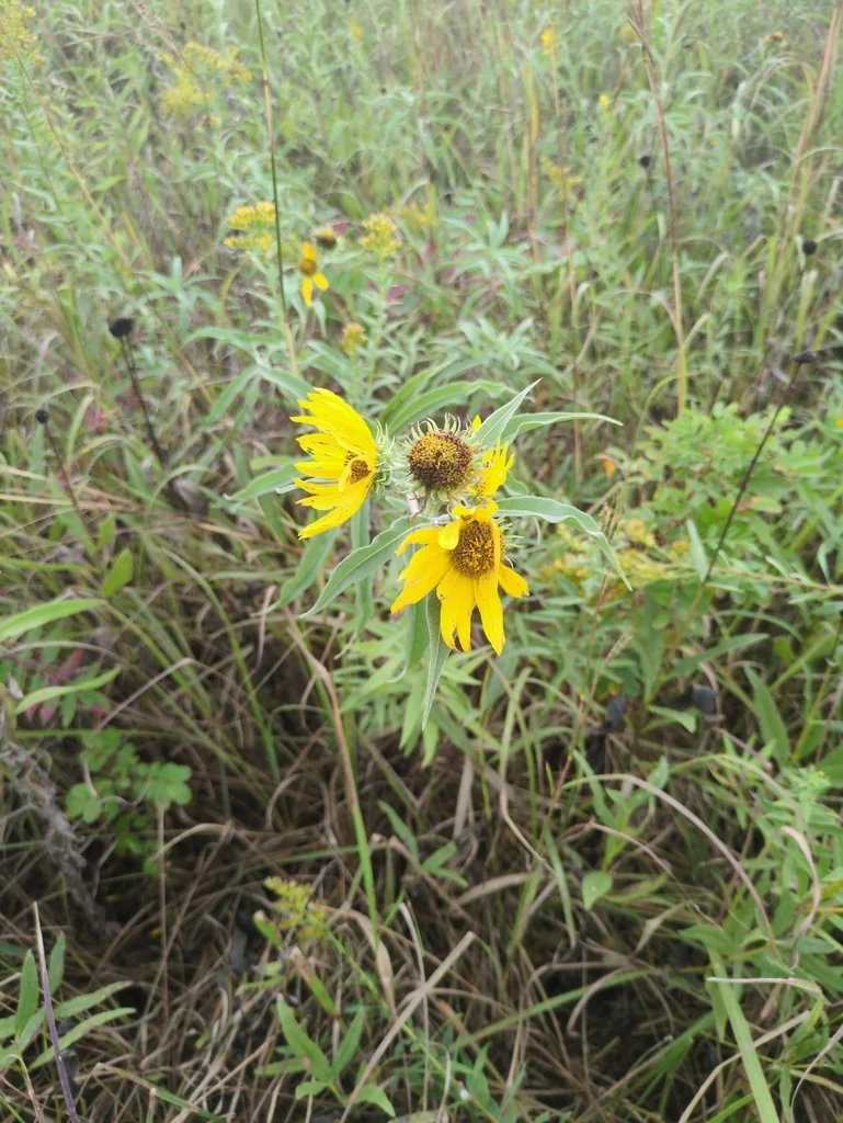 Helianthus Maximiliani