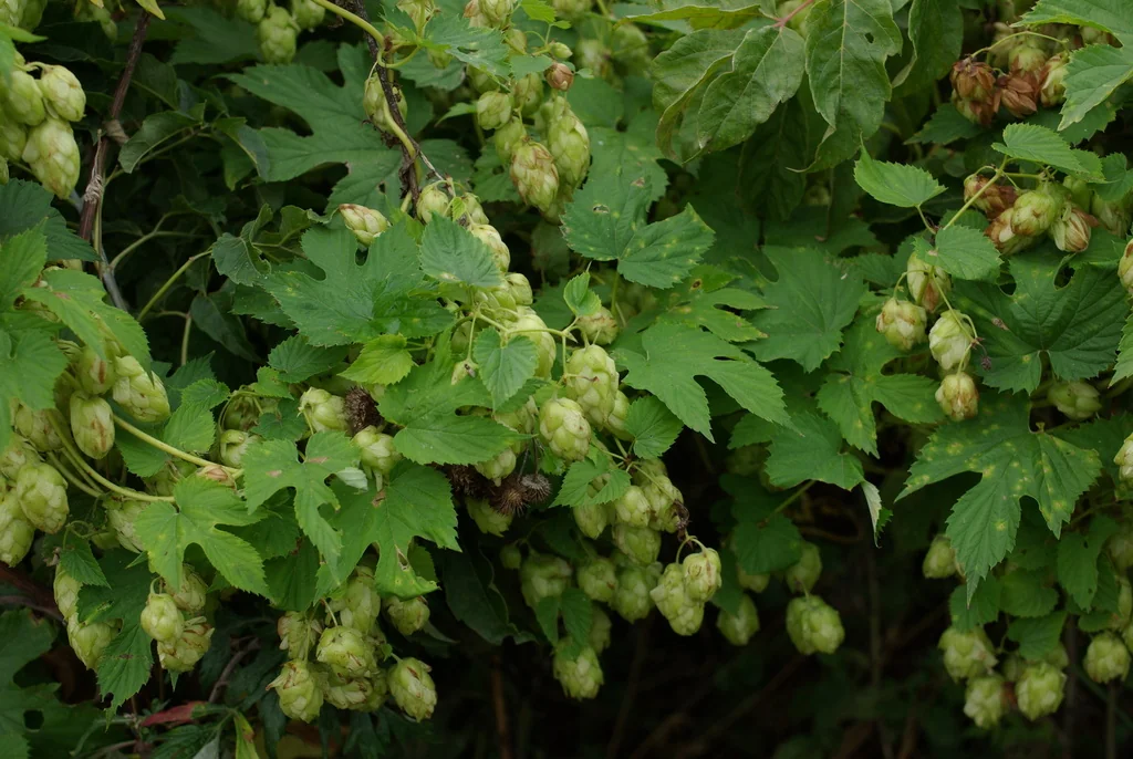 Humulus Lupulus