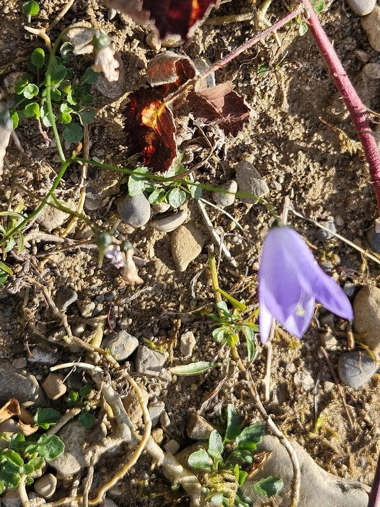 Campanula Rotundifolia