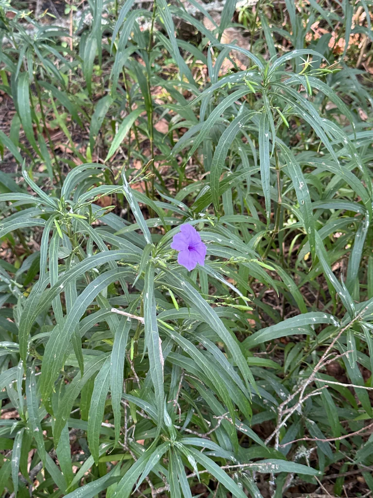 Ruellia Brittoniana