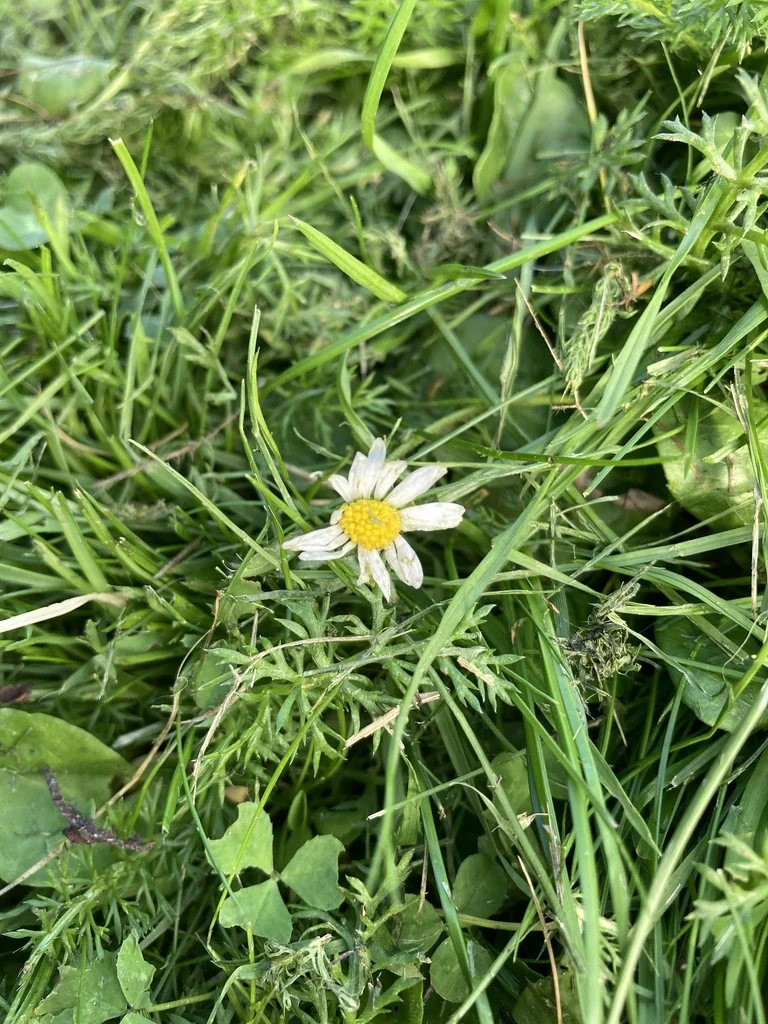 Bellis Perennis