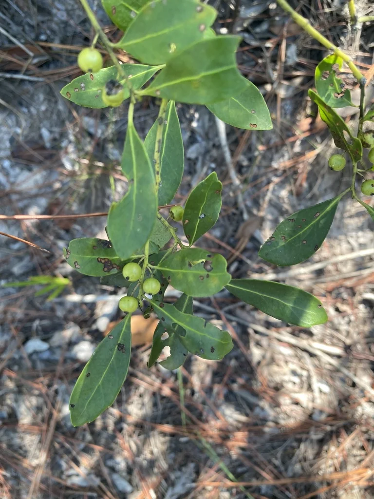 Ilex glabra