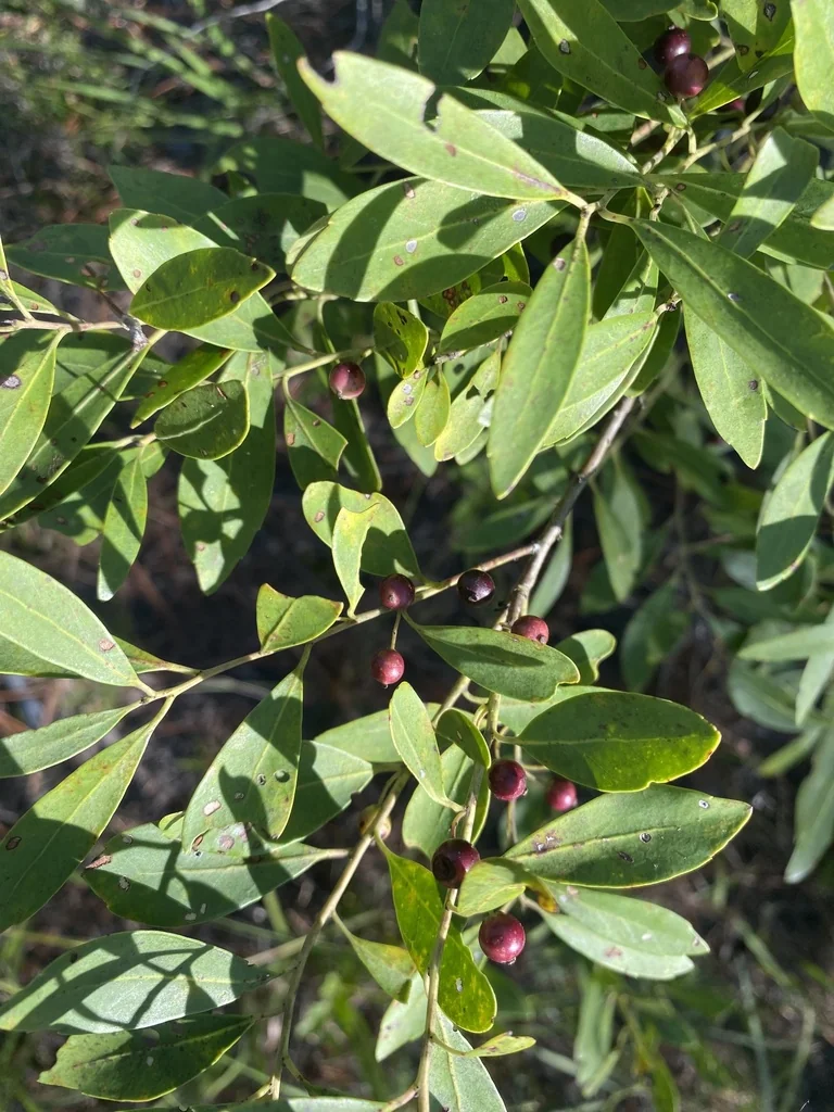 Ilex glabra