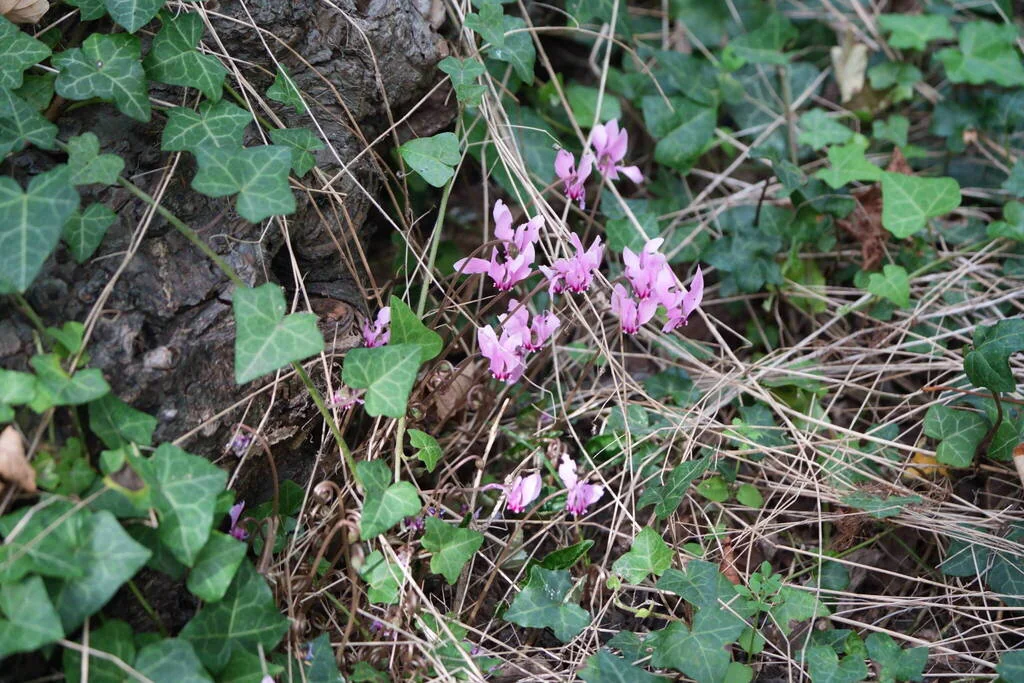 Cyclamen Hederifolium