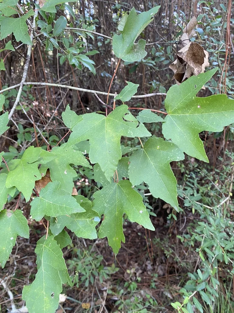 Acer Rubrum