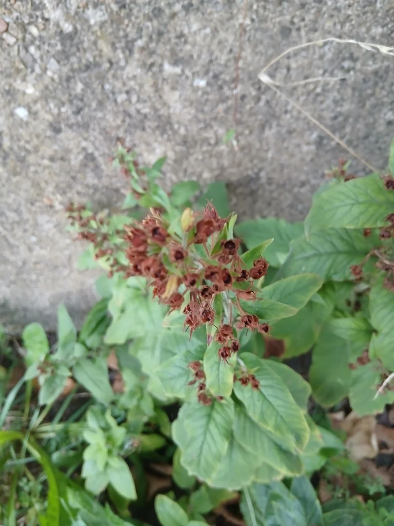 Lysimachia Punctata