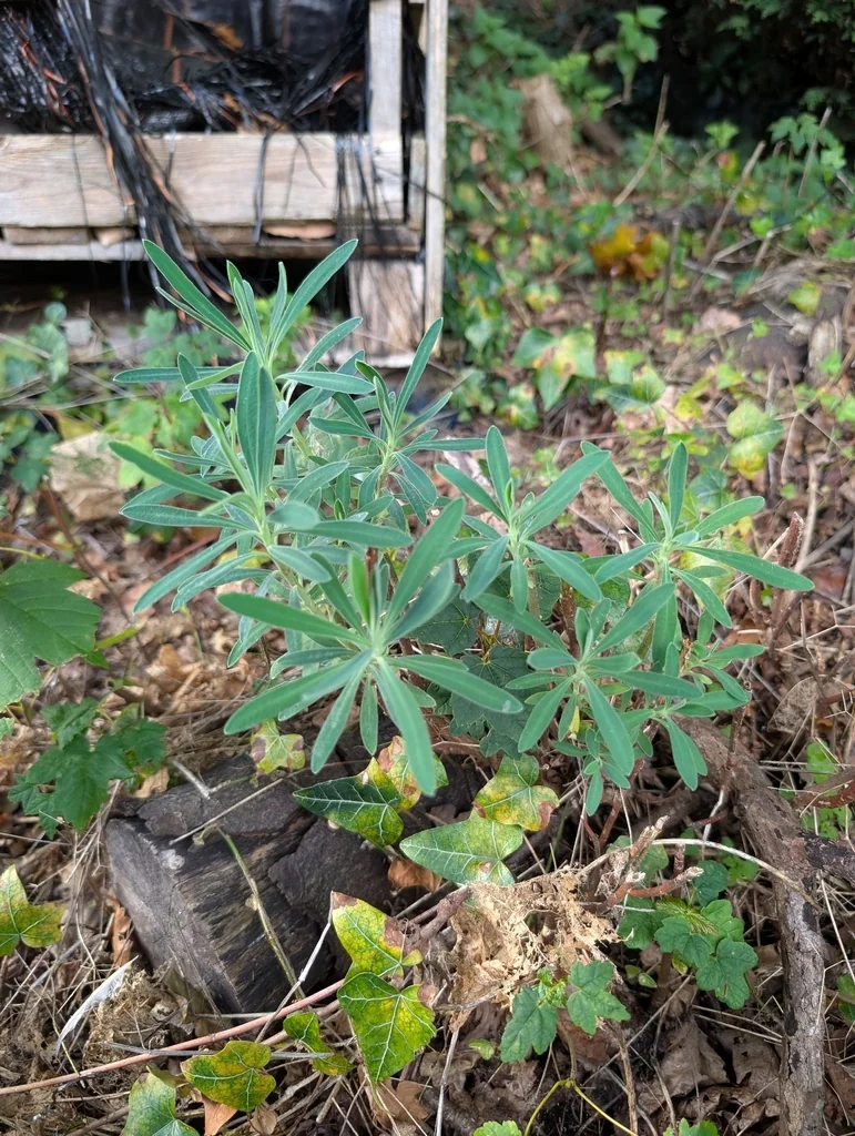 Lupinus Polyphyllus
