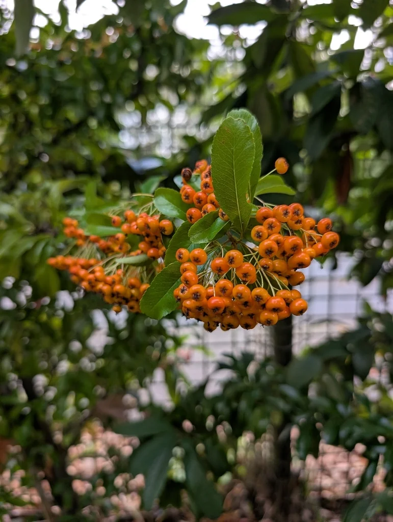 Pyracantha Coccinea