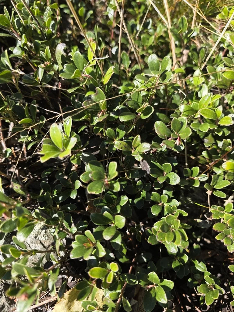 Arctostaphylos Uva-Ursi