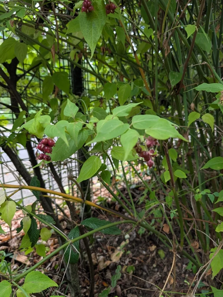 Leycesteria formosa