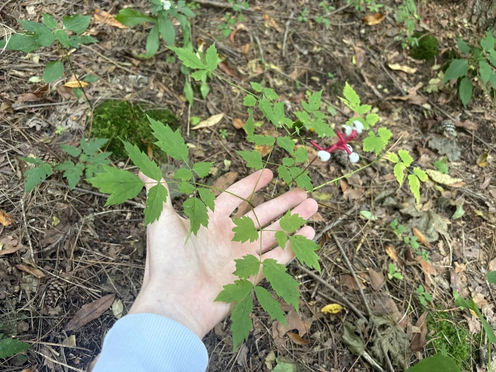 Actaea Pachypoda