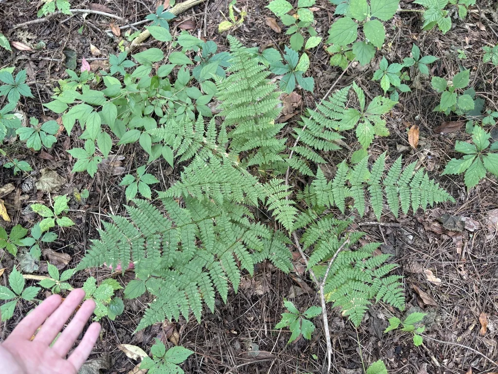 Dryopteris Intermedia