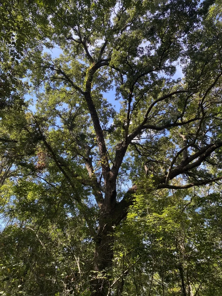 Quercus Virginiana