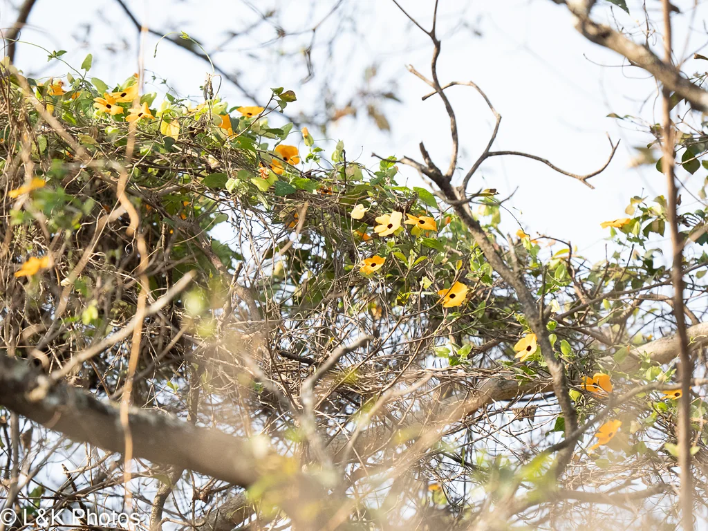 Thunbergia alata