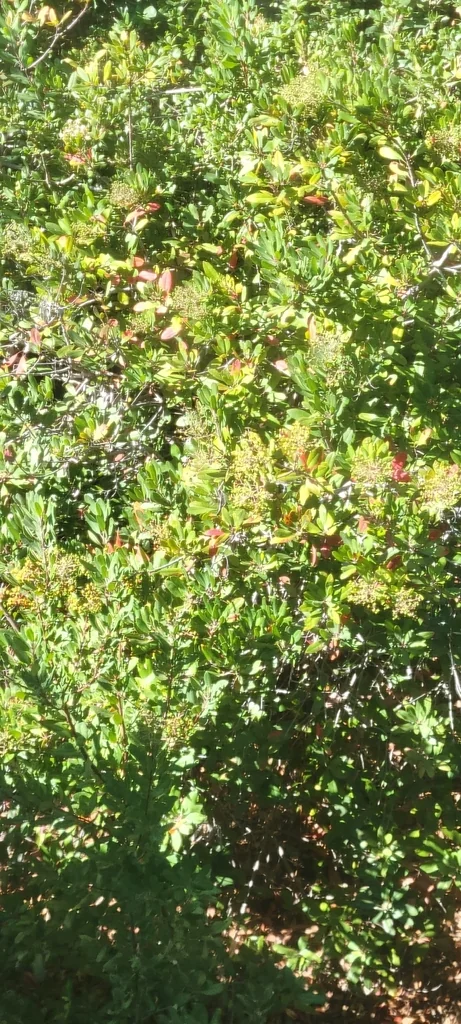 Heteromeles Arbutifolia