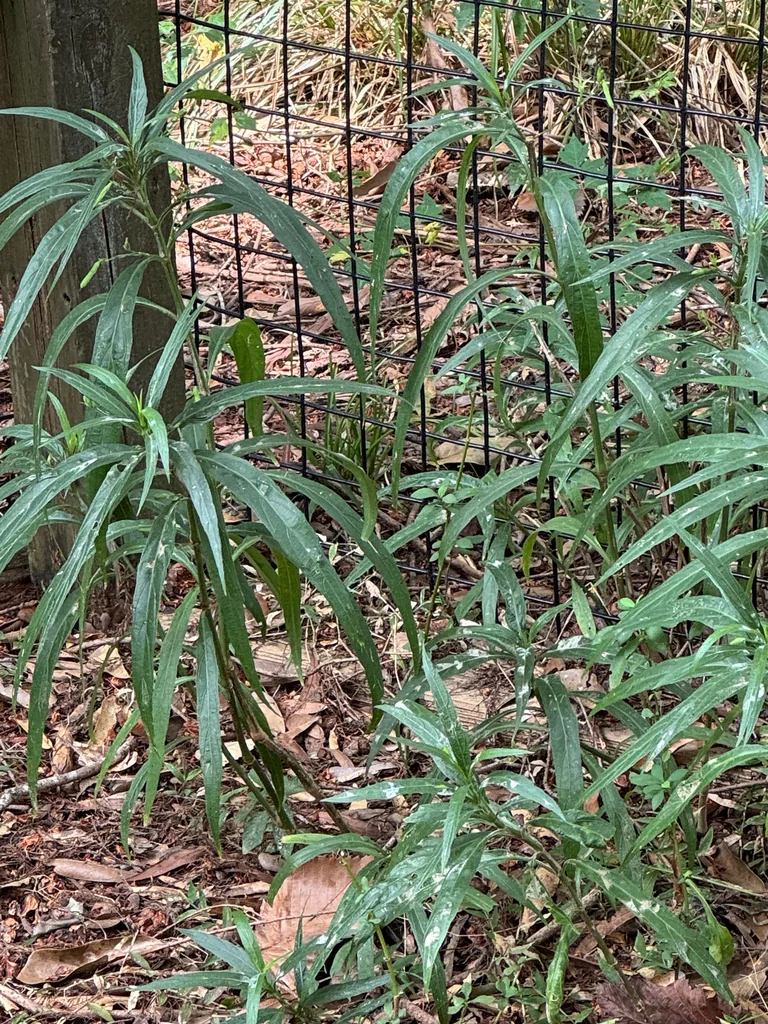 Ruellia Brittoniana