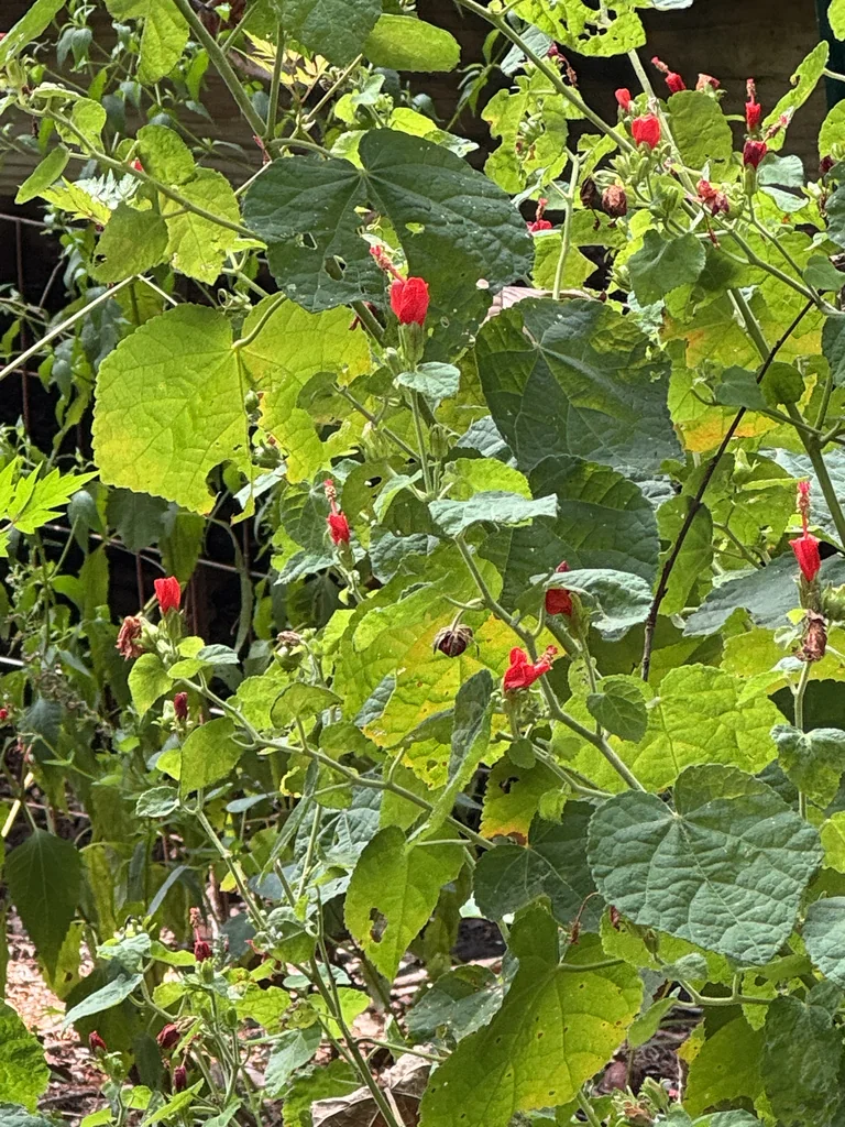 Malvaviscus Arboreus