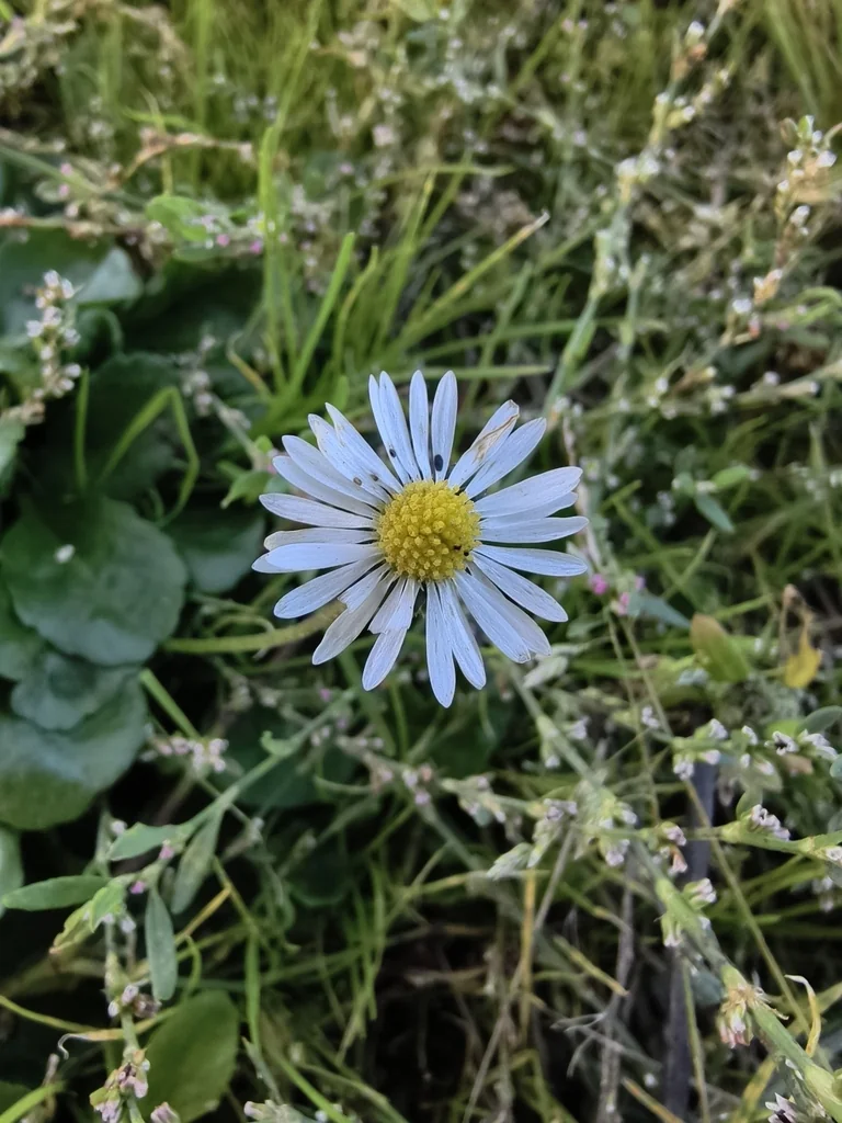 Bellis Perennis