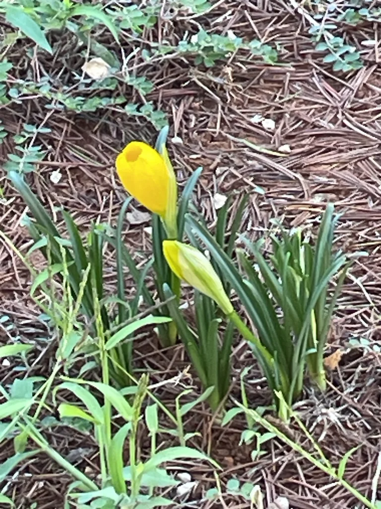 Sternbergia lutea