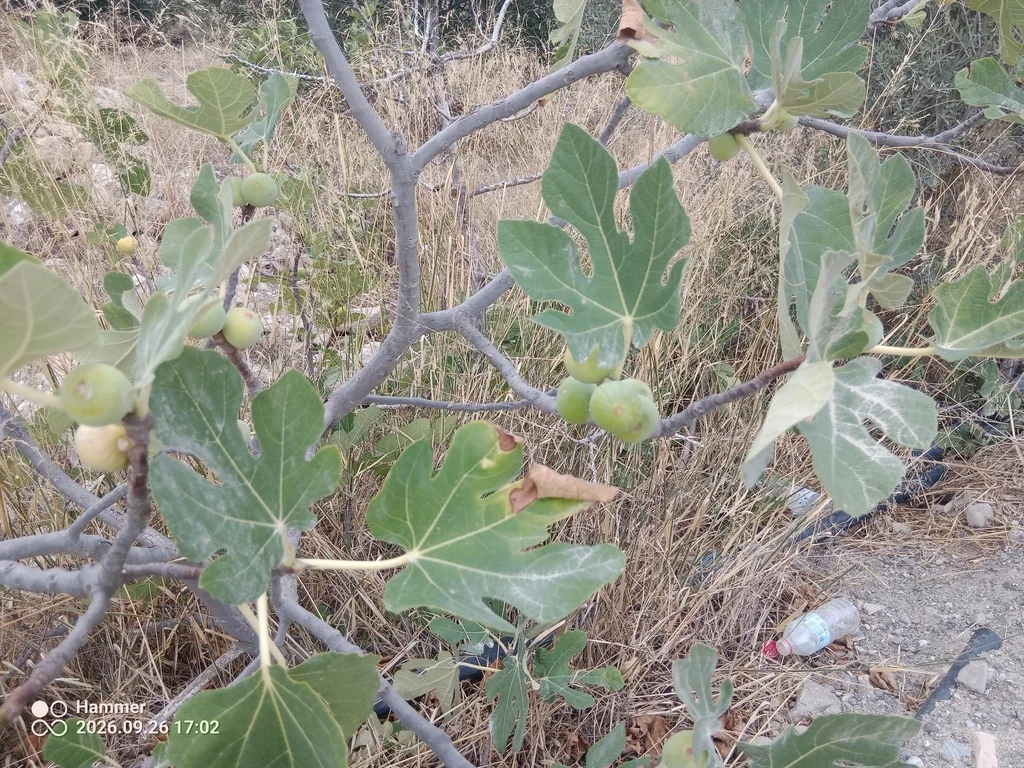 Ficus Carica