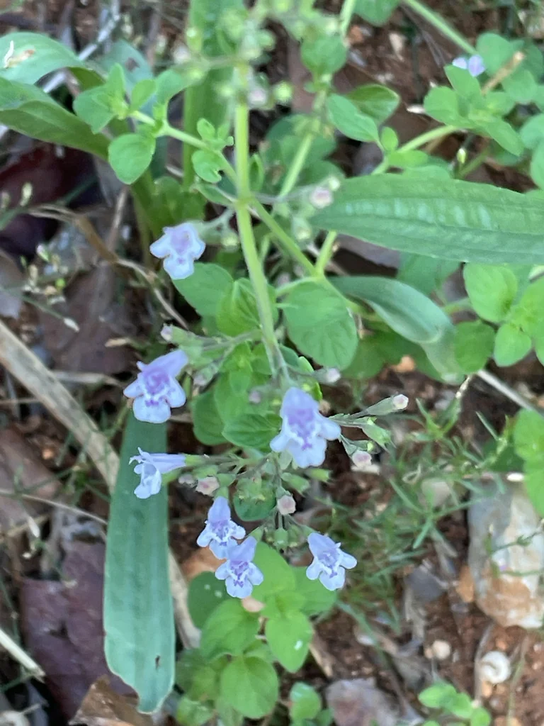 Calamintha Nepeta