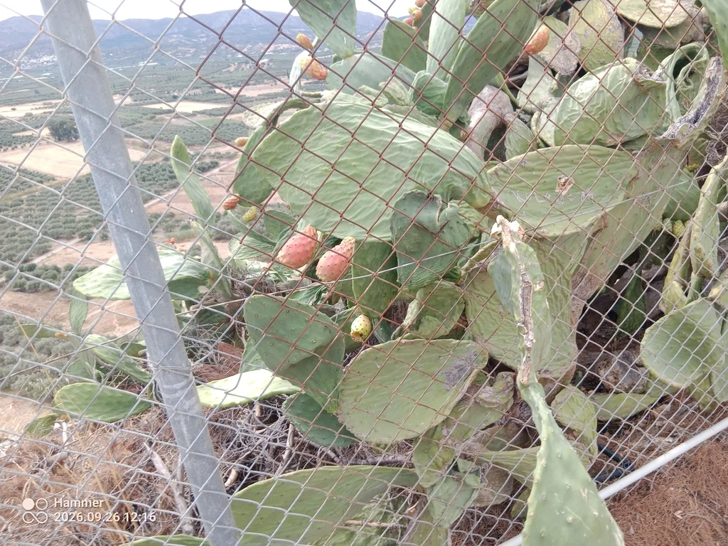 Opuntia Paraguayensis