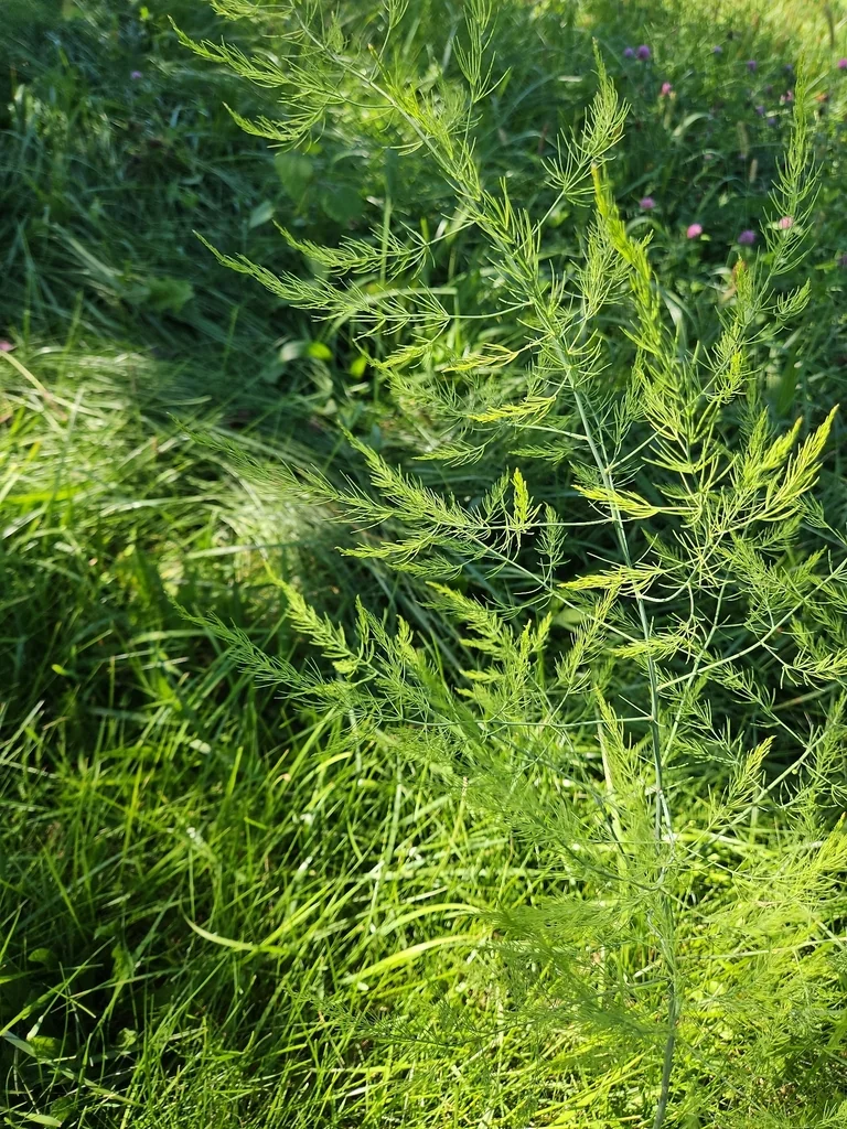 Asparagus Officinalis