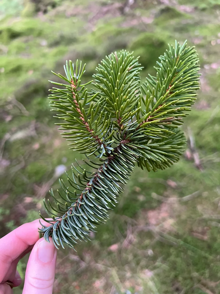 Picea Sitchensis