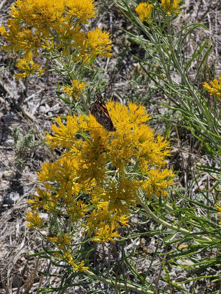 Chrysothamnus Nauseosus