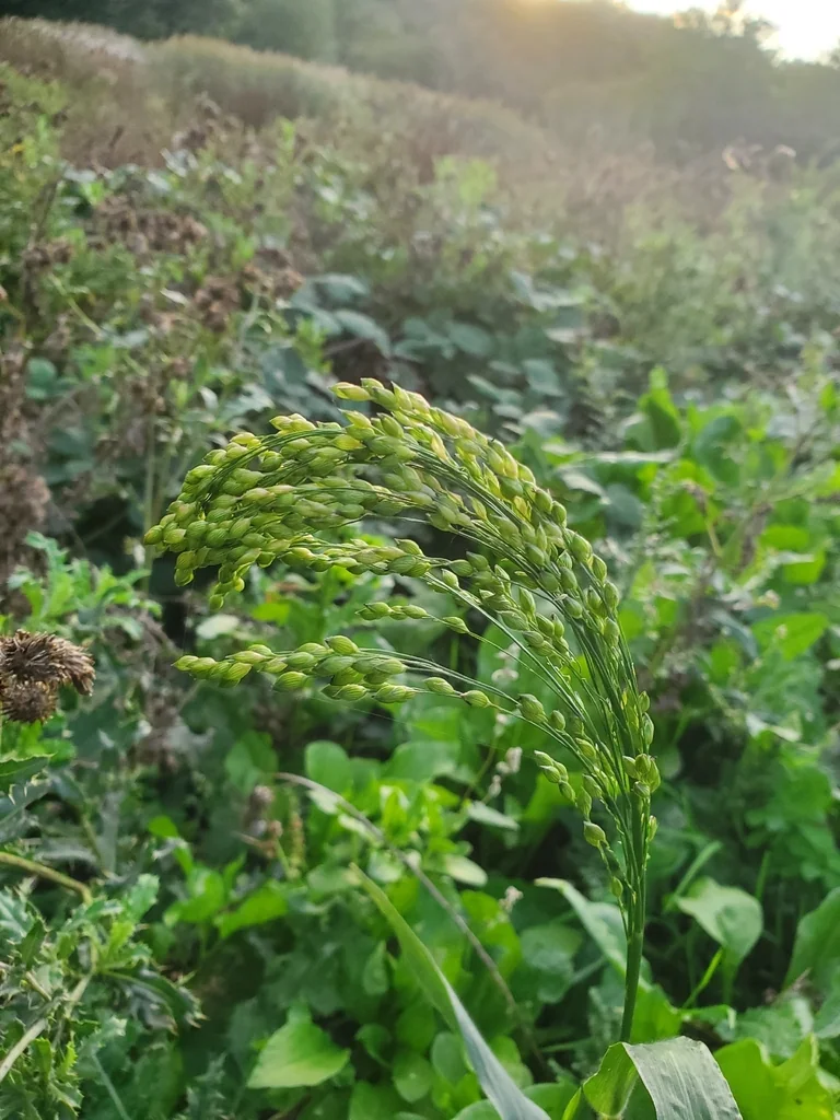 Panicum Miliaceum